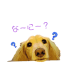 愛犬シュシュ3♂（個別スタンプ：4）