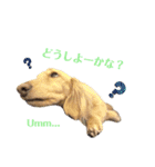 愛犬シュシュ3♂（個別スタンプ：5）