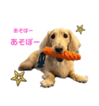 愛犬シュシュ3♂（個別スタンプ：6）