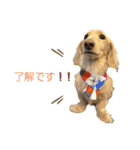 愛犬シュシュ3♂（個別スタンプ：7）