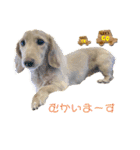 愛犬シュシュ3♂（個別スタンプ：8）
