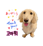 愛犬シュシュ3♂（個別スタンプ：9）