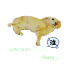 愛犬シュシュ3♂（個別スタンプ：10）