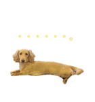 愛犬シュシュ3♂（個別スタンプ：11）