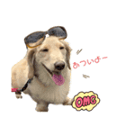 愛犬シュシュ3♂（個別スタンプ：12）