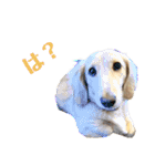愛犬シュシュ3♂（個別スタンプ：13）