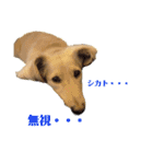 愛犬シュシュ3♂（個別スタンプ：14）
