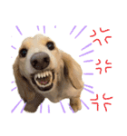 愛犬シュシュ3♂（個別スタンプ：15）
