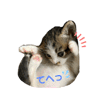 こはくぬし1（個別スタンプ：2）
