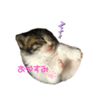 こはくぬし1（個別スタンプ：5）