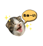 こはくぬし1（個別スタンプ：6）