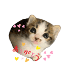 こはくぬし1（個別スタンプ：7）