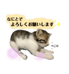 こはくぬし1（個別スタンプ：8）