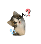 こはくぬし1（個別スタンプ：10）