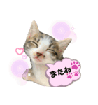 こはくぬし1（個別スタンプ：13）