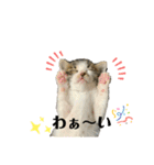 こはくぬし1（個別スタンプ：14）