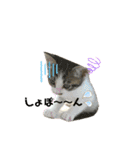 こはくぬし1（個別スタンプ：15）