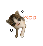 こはくぬし1（個別スタンプ：16）