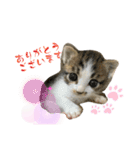 こはくぬし1（個別スタンプ：19）