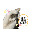 こはくぬし1（個別スタンプ：24）
