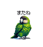 ドット絵 カカポ 日常会話（個別スタンプ：20）