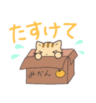 シマリスみたいな、しま猫（個別スタンプ：37）