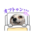 ポメチワのUruくん(7)（個別スタンプ：7）