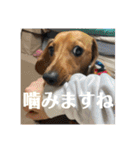 犬ちゃんのスタンプ3（個別スタンプ：1）