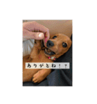 犬ちゃんのスタンプ3（個別スタンプ：39）