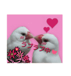 文鳥のLINEスタンプ1（個別スタンプ：1）