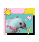 文鳥のLINEスタンプ1（個別スタンプ：4）