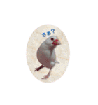 文鳥のLINEスタンプ1（個別スタンプ：6）