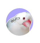 文鳥のLINEスタンプ1（個別スタンプ：8）