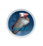 文鳥のLINEスタンプ1（個別スタンプ：11）