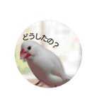 文鳥のLINEスタンプ1（個別スタンプ：13）