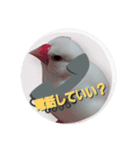 文鳥のLINEスタンプ1（個別スタンプ：15）