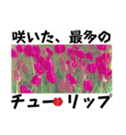 八虎毛のニケ〜そろそろ春の訪れ（個別スタンプ：5）