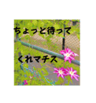 八虎毛のニケ〜そろそろ春の訪れ（個別スタンプ：14）