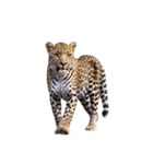 ヒョウ leopard（個別スタンプ：1）