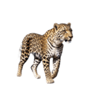 ヒョウ leopard（個別スタンプ：2）