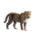 ヒョウ leopard（個別スタンプ：3）