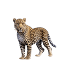 ヒョウ leopard（個別スタンプ：4）