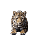 ヒョウ leopard（個別スタンプ：6）