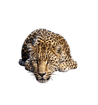 ヒョウ leopard（個別スタンプ：7）