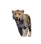 ヒョウ leopard（個別スタンプ：8）