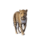 ヒョウ leopard（個別スタンプ：10）