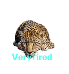 ヒョウ leopard（個別スタンプ：38）