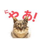 ぽんず 第①巻（個別スタンプ：1）