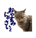ぽんず 第①巻（個別スタンプ：6）
