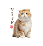 猫好きのリアル猫BIG①（個別スタンプ：17）